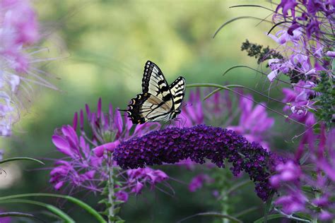 Butterfly On Purple Flowers Photograph By Gale Miko