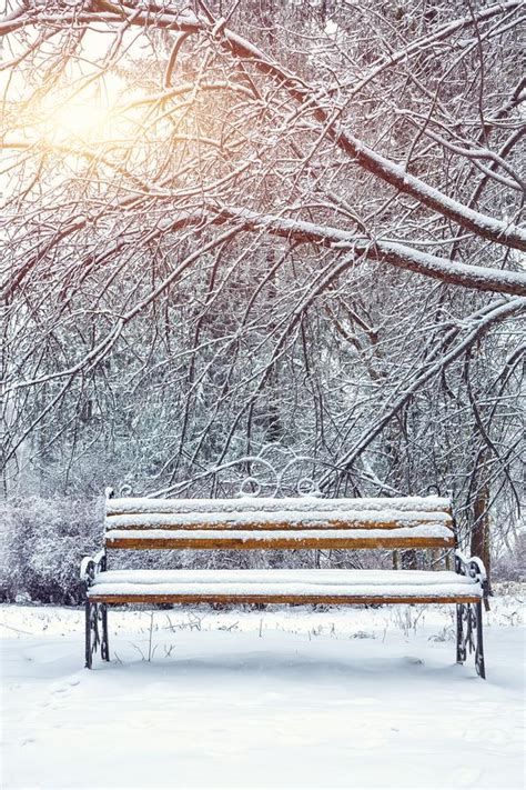 Park Bench And Trees Covered By Heavy Snow Stock Photo Image Of