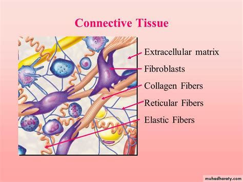 Connective Tissue Pptx D Talib Muhadharaty