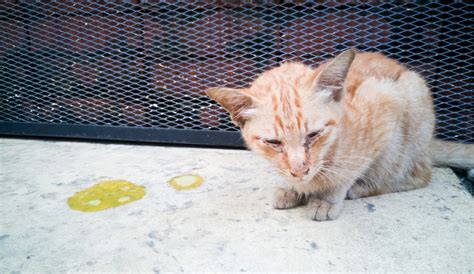 Vomiting is common in cats and is a symptom and not a disease in itself, it occurs in three stages, nausea, retching and vomiting. PetMd: Sick Cat Vomiting