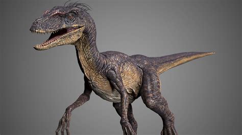 Raptor 3d Model Velociraptor 3d Model Dinosaur