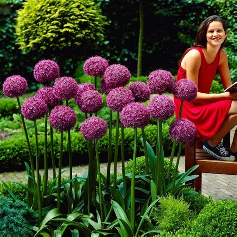 Giant Leek Allium Sensation Mix Bulbs Fiyat 4 50
