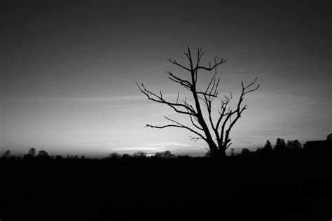 Dark Tree By B Jammin On Deviantart