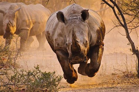 Rhino Nature Animals And Mobile White Rhinoceros Hd Wallpaper Pxfuel