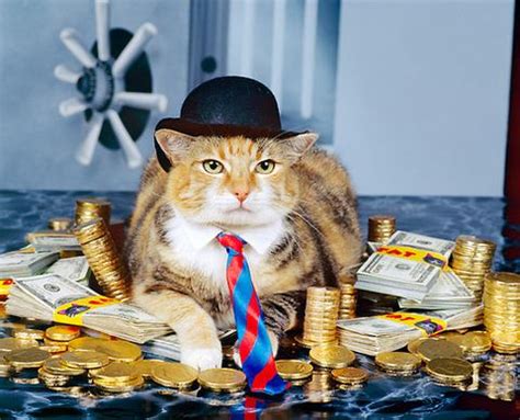 To much money in the bank i ain't trying to play no games. Here's Why Calico Cats Are the Coolest - Meowingtons