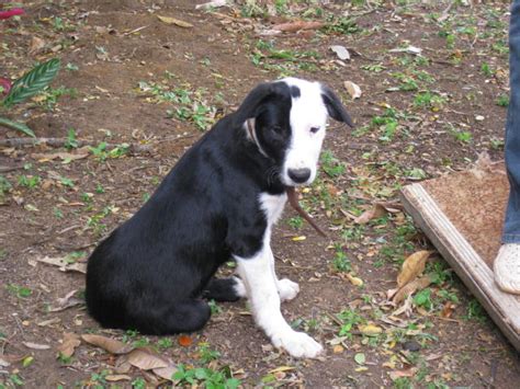 Although it's known that you should avoid pet stores, backyard breeders, puppy mills, classified ads, or flea markets, you always have to watch for. Pure Bred Border Collie Pups for Sale - Cairns - Dogs for ...