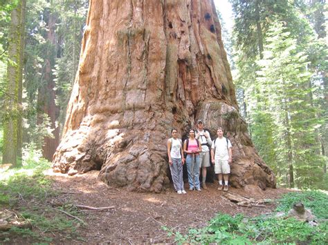 Amazing redwood tree - How huge! | Redwood tree, Redwood forest ...