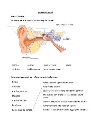Parts Of The Ear And Functions Worksheet