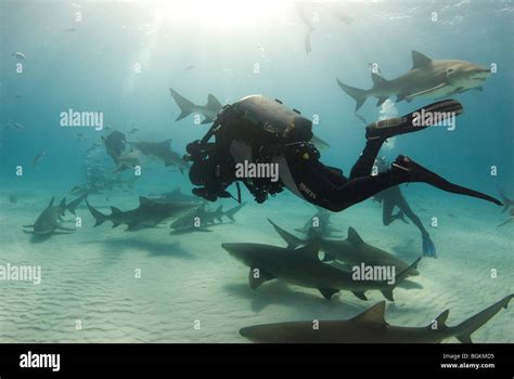 A Rebreather Scuba Diver Films A School Of Lemon Sharks Negaprion
