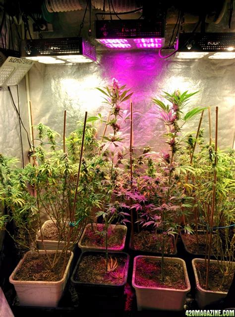 Check spelling or type a new query. Budmaster LED grow lights day 40 flowering far red ...
