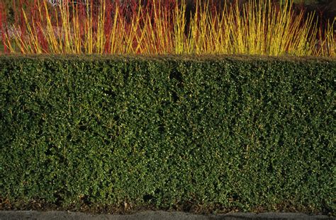 Formal Hedging Plants - Formal Hedges - Neat And Tidy Hedge Species