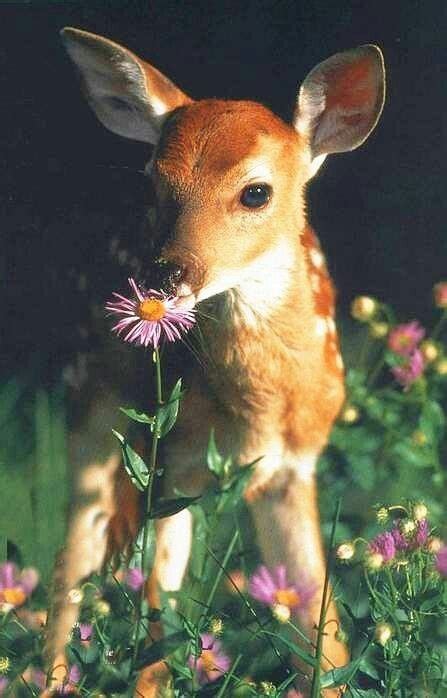 24 Best Smell The Flowers Images On Pinterest Adorable Animals