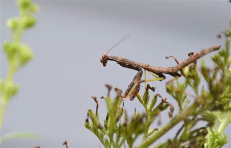 Urban Wildlife Guide Praying Mantis