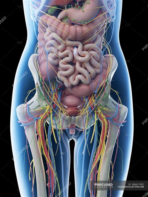 Diagram Of Woman S Internal Organs