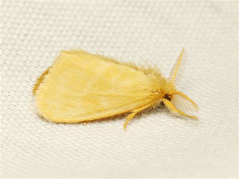 Euproctis Tussock Moths Usa River Tanzania Euproctis Flickr