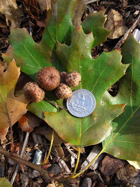 European Treeguide Bomengidsnl Featuring Eiken Wereldwijd Oaks Of