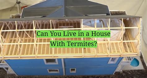 Can You Live in a House With Termites? - HomeProfy