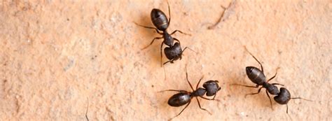 Amazing Varieties Of Ants Its Infestation And Eradication