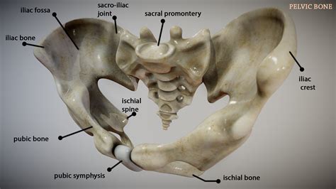 Quickly memorize the terms, phrases and much more. Sherif Megahed - Pelvic Bone Anatomy