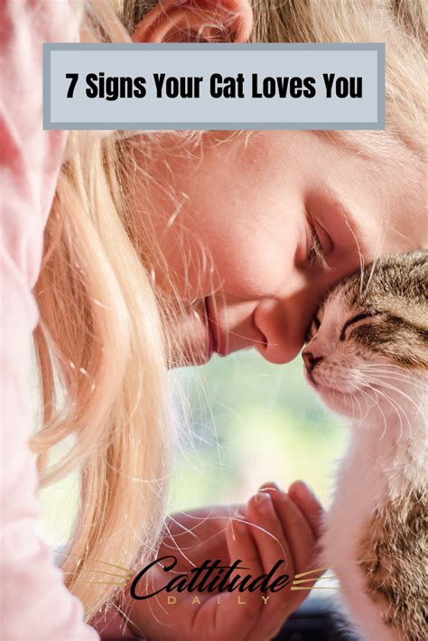 Signs Your Cat Loves You Why Do Cats Purr Cat Purr Cat Love