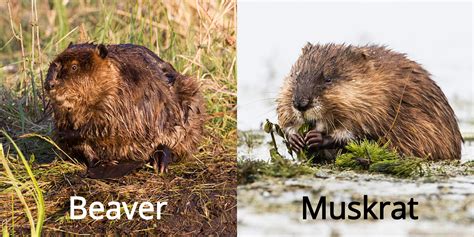 Fun Facts Beavers Vs Muskrats Edmonton Area Land Trust