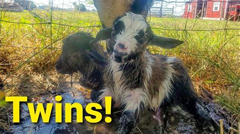Twin Baby Goats Birth Caught On Video First Steps Youtube