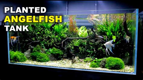 Aquascape Tutorial Non Co2 4ft Angelfish Aquarium How To Full Step