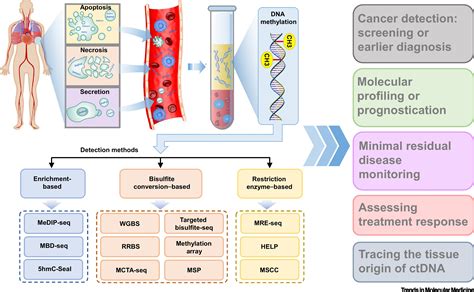 Liquid Biopsy Of Methylation Biomarkers In Cell Free Dna Trends In