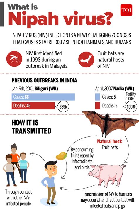 Nipah virus, newly emerging zoonotic infection with acute respiratory syndrome and severe encephalitis, 3d illustration. Nipah virus scare: 10 deaths in Kerala due to Nipah virus ...