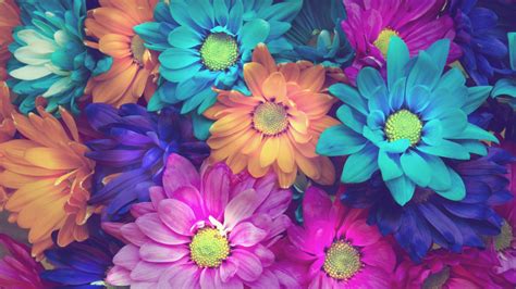 Flowers Colorful Petals Hd Flowers 4k Wallpapers Images Backgrounds