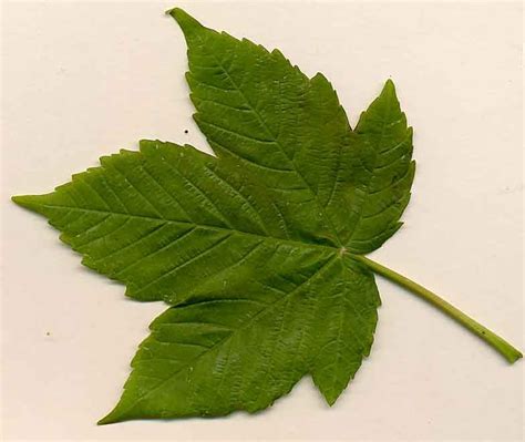What are the characteristics of a sycamore tree? Hainault Forest Website | Sycamore leaf, Sycamore tree, Leaves