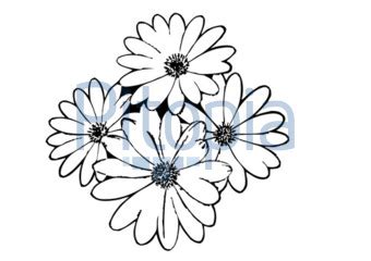 Verschicke traumhafte blumen mit dem online blumenversand von blume 2000! Bildagentur Pitopia - Bilddetails - Blumen als Umrisse (Eva Gründemann) Bild 966025 blume, blüte ...