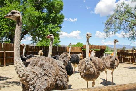 Safari Ostrich Farm What Is A Group Of Ostriches Called
