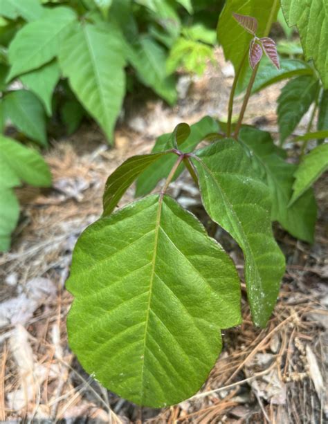 Learning Poison Ivy Dandelion Forest