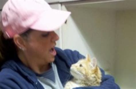 But could a cat really walk away from a fall like. Missing airport cat found - and homeward bound · The Daily ...