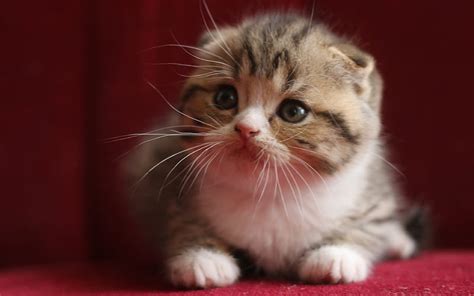 Scottish Fold Kitten Pets Cats Felis Catus Cute Animals Scottish