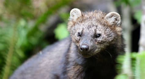 My wife noticed something brown walking along the top rail of our chain link. Basic Facts About Fishers | Defenders of Wildlife