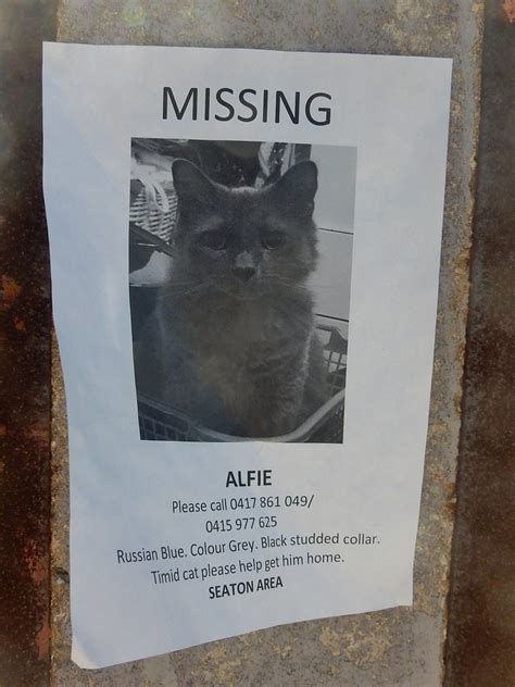 Lost cat poster template barca fontanacountryinn com. Missing Cat Poster | Michael Coghlan | Flickr