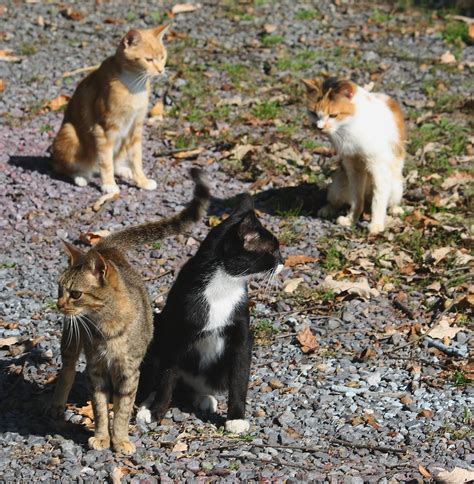 Barn Kitties In Central Pa These Are The Barn Kitties Afte Flickr