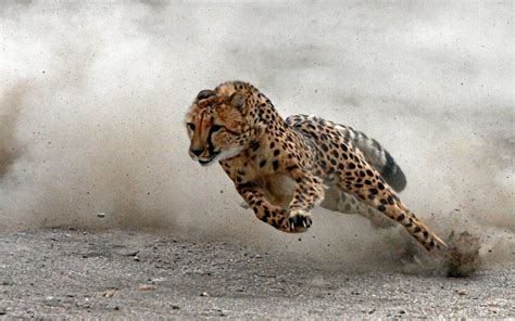 37 Cheetah Running Wallpaper Wallpapersafari