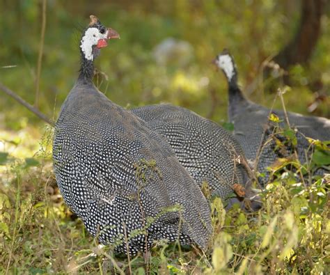 Raising Guinea Fowl The Complete Experts Guide