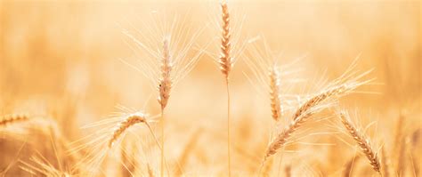 Wheatfield Wallpapers Wallpaper Cave