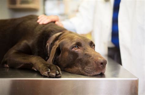 How To Treat Anemia In Dogs