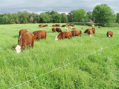 Pasture Rangeland And Adaptive Grazing Attra Sustainable