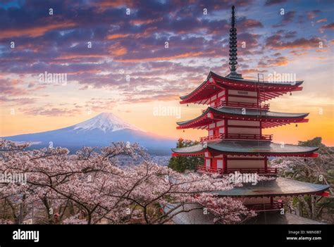 Mt Fuji Cherry Blossoms Hi Res Stock Photography And Images Alamy