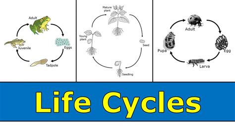 Life Cycle Definition For Kindergarten Martin Lindelof