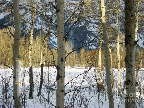 I was inspired by our chance of a snow day and only had a few days left with students. Aspen Trees in Winter Photograph by Susan Wood