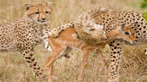 Male Cheetah Attack And Eating Baby Deer Newborn At Africa
