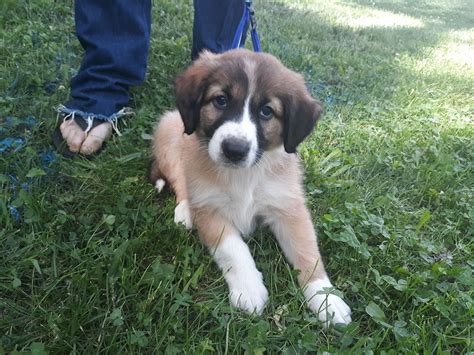 The kennel club makes no warranty as to the quality or fitness of any puppies offered for sale. English Shepherd Puppies For Sale | Toledo, OH #300512