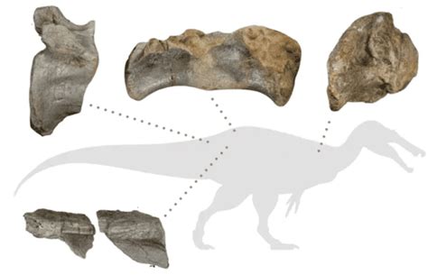 Fossil Friday Fossils Of The Largest Predatory Dinosaur Ever Found In